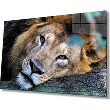 Kırmızı Ayı Aslan Cam Tablo