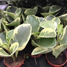 TNC Garden Groups Peperomia Optusifolia Saksılı Bitki 5 Adet