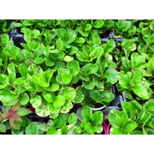 TNC Garden Groups Peperomia Optusifolia Saksılı Bitki 5 Adet