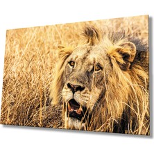 Kırmızı Ayı Aslan Cam Tablo