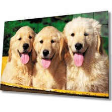 Kırmızı Ayı Köpekler Cam Tablo