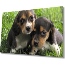 Kırmızı Ayı Köpek Cam Tablo