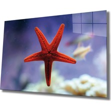 Kırmızı Ayı Kırmızı Yıldız Balığı Cam Tablo