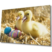 Kırmızı Ayı Sarı Ördekler