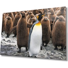 Kırmızı Ayı Penguenler Cam Tablo