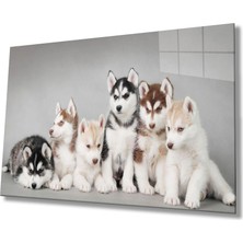 Kırmızı Ayı Köpekler Cam Tablo
