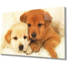 Kırmızı Ayı Köpekler Cam Tablo