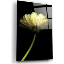 Kırmızı Ayı Papatya Cam Tablo