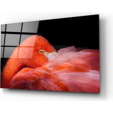 Kırmızı Ayı Kuş Cam Tablo