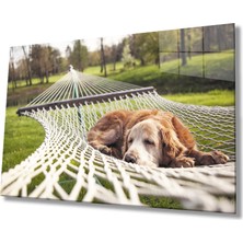 Kırmızı Ayı Köpek Cam Tablo