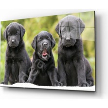 Kırmızı Ayı Köpekler Cam Tablo