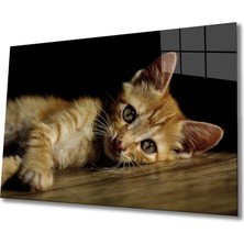 Kırmızı Ayı Kedi Cam Tablo