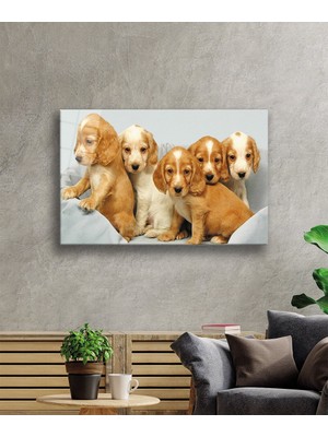 Kırmızı Ayı Kahverengi Köpekler