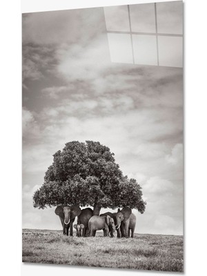 Kırmızı Ayı Ağaç ve Filler