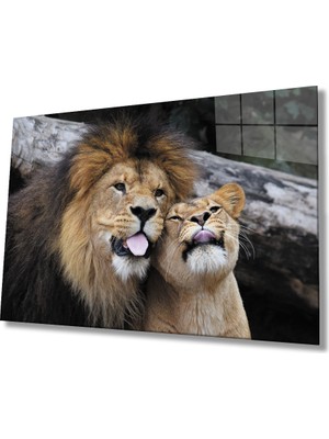 Kırmızı Ayı Aslan Cam Tablo