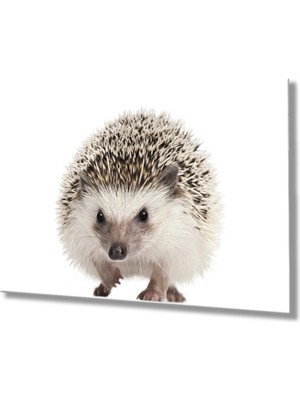 Kırmızı Ayı Kirpi Hayvan  Cam Tablo