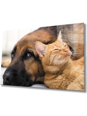 Kırmızı Ayı Kedi Köpek