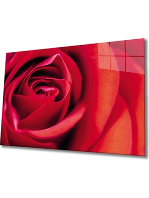 Kırmızı Ayı Kırmızı Gül Cam Tablo