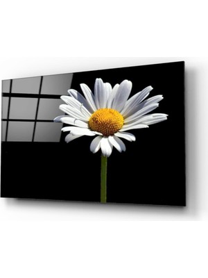 Kırmızı Ayı Papatya Cam Tablo