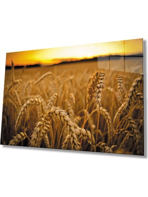 Kırmızı Ayı Gün Batımında Başaklar