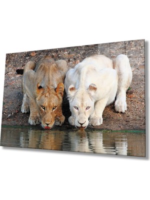 Kırmızı Ayı Aslan Cam Tablo