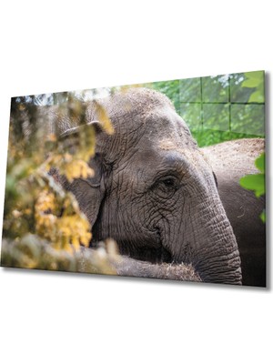 Kırmızı Ayı Fil Cam Tablo