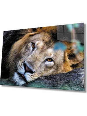 Kırmızı Ayı Aslan Cam Tablo