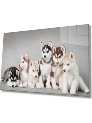 Kırmızı Ayı Köpekler Cam Tablo