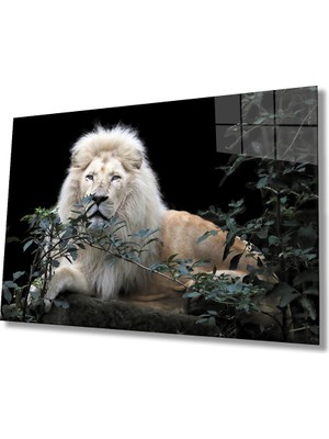 Kırmızı Ayı Aslan Cam Tablo