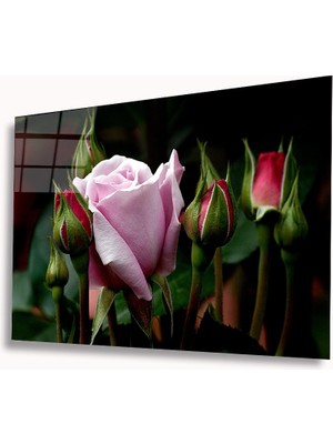 Kırmızı Ayı Goncagüller Cam Tablo