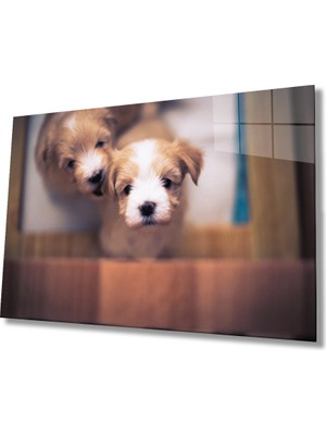 Kırmızı Ayı Köpekler Cam Tablo