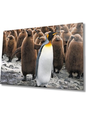 Kırmızı Ayı Penguenler Cam Tablo