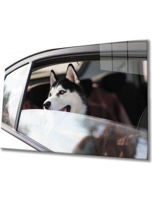 Kırmızı Ayı Köpek Cam  Tablo