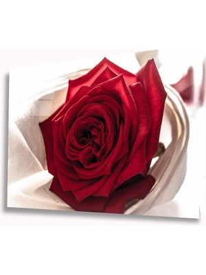 Kırmızı Ayı Kırmızı Gül Cam Tablo