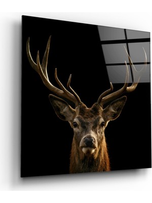 Kırmızı Ayı Geyik Cam Tablo