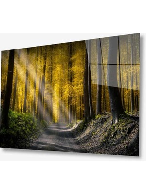 Kırmızı Ayı Doğa Cam Tablo