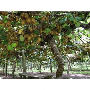 Tüplü Aşılı Kivi Fidanı