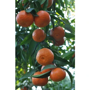 Tüplü Bodrum Mandalina Fidanı