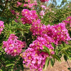 Pembe Çiçekli Oya Ağacı