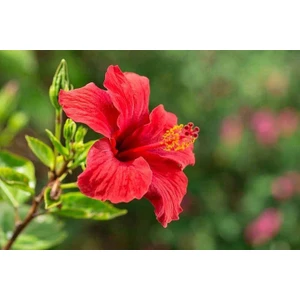 Tüplü Kırmızı Japon Gülü Fidanı