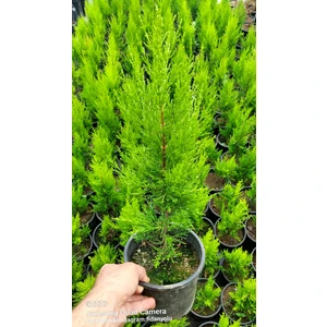 Fidan Yolu Saksılı Limon Selvi 30.40 cm