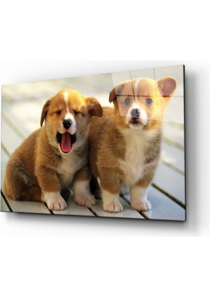 Köpekler Cam Tablo