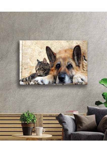 Kedi Köpek