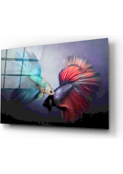 Balıklar Cam Tablo