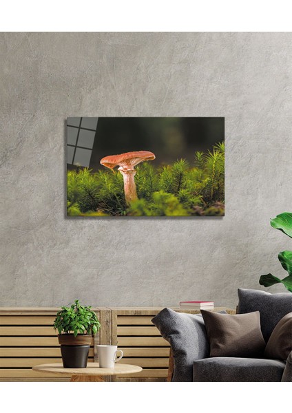 Mantar Cam Tablo fiyatları