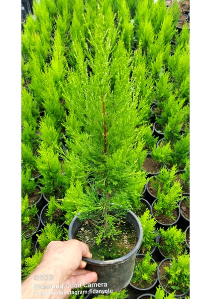Saksılı Limon Selvi 30.40 cm