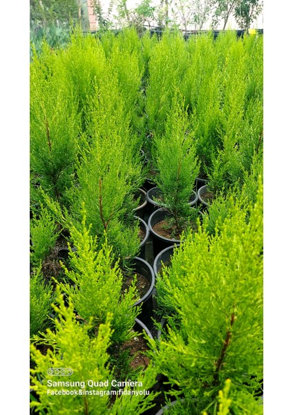 Saksılı Limon Selvi 30.40 cm fiyatları