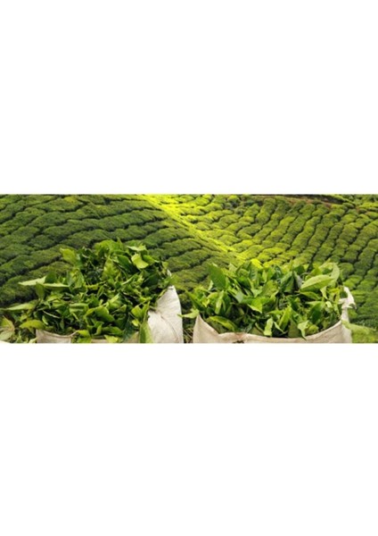 Doğuş Karadeniz Filiz Siyah Dökme Çay 12 x 1 kg fırsatları