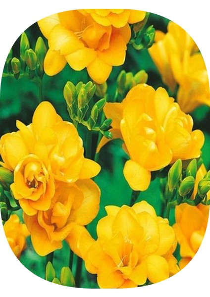 100 Adet Sarı Frezya Çiçeği Soğanı Katmerli Mis Kokulu