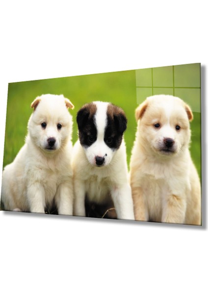 Köpekle Rcam Tablo fiyatları